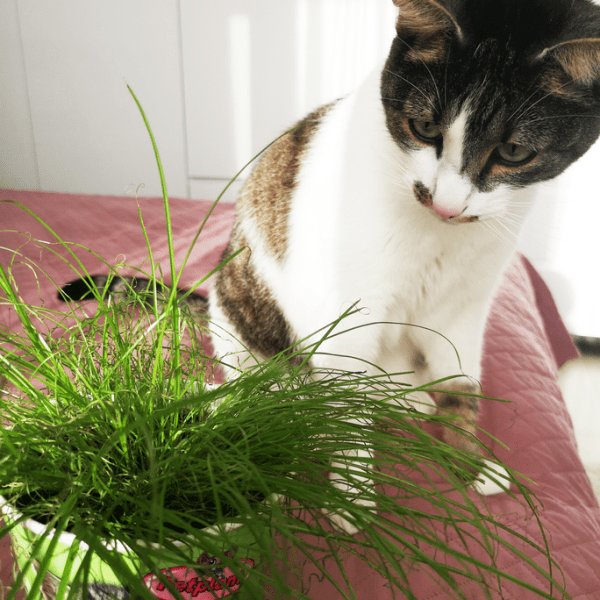 8 plante de apartament prietenoase cu pisica ta