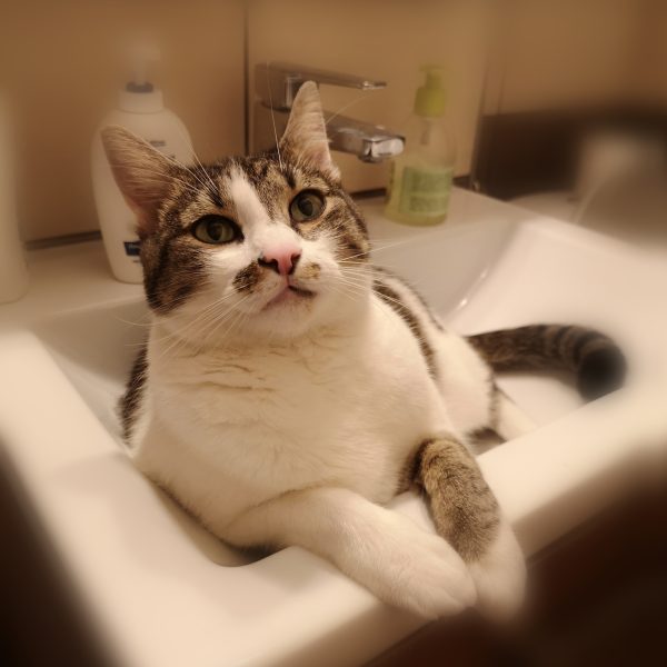 pisica stă în baie