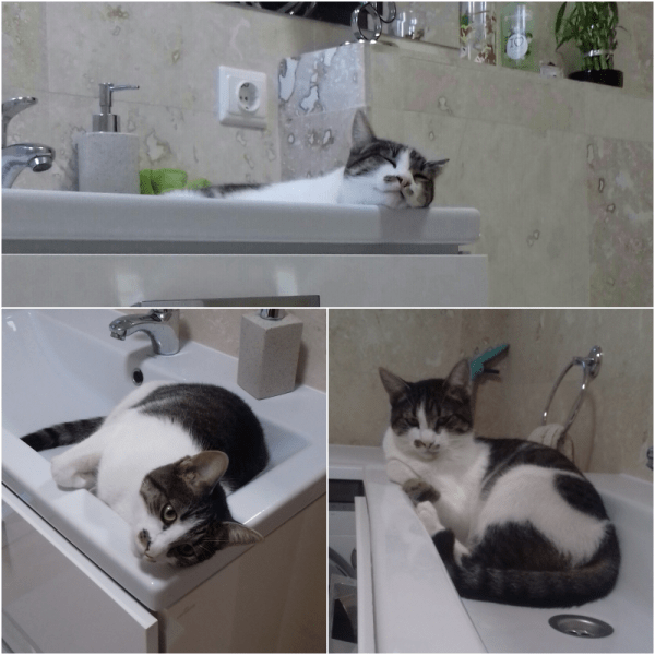 pisica stă în baie